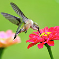 Waiting in the Wings Hummingbird Square Photograph by Christina Rollo Waiting in the Wings Hummingbird Square Photograph by Christina Rollo