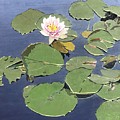 Waiting Lotus by Leah Tomaino Waiting Lotus by Leah Tomaino
