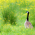 Walk in the Park by Jeff Cooper