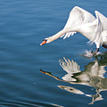 Swan Walking on Water - Rhine River Germany Photograph by Tatiana Travelways Swan Walking on Water - Rhine River Germany Photograph by Tatiana Travelways