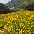 Wasatch Wildflowers Photograph by Brett Pelletier Wasatch Wildflowers Photograph by Brett Pelletier