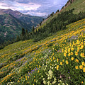 Wasatch Wildflowers Canyon View and Storm - Utah Photograph by Brett Pelletier Wasatch Wildflowers Canyon View and Storm - Utah Photograph by Brett Pelletier