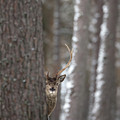 Watching From The Woods by Pete Walkden