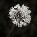 Water Drops on Dandelion Flower Photograph by Scott Norris Water Drops on Dandelion Flower Photograph by Scott Norris