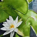 Water Lilly by Gigi Dequanne