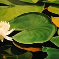 Water Lily by Keith Gantos Water Lily by Keith Gantos