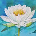 Water Lily Painting by Midge Pippel Water Lily Painting by Midge Pippel