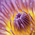 Water Lily Photograph by MindGourmet Water Lily Photograph by MindGourmet