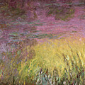 Waterlilies at Sunset by Claude Monet Waterlilies at Sunset by Claude Monet