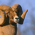 Waterton Canyon Ram Photograph by Mark Miller Waterton Canyon Ram Photograph by Mark Miller
