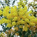 Wattle Against Winter Sky by Kaye Menner by Kaye Menner