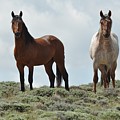 We See You by Frank Madia We See You by Frank Madia