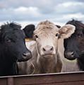 We Three Cows Photograph by Holden The Moment We Three Cows Photograph by Holden The Moment