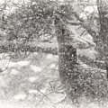 Weathering Winter Photograph by Jim Garrison Weathering Winter Photograph by Jim Garrison