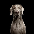 Weimaraner Photograph by Sergey Taran Weimaraner Photograph by Sergey Taran