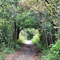 Welcome to the Wooded Path Photograph by Vic Ritchey Welcome to the Wooded Path Photograph by Vic Ritchey