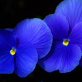 West Virginia flower 1 Photograph by Merle Grenz West Virginia flower 1 Photograph by Merle Grenz