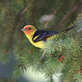 Western Tanager Photograph by Ben Foster Western Tanager Photograph by Ben Foster