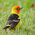 Western Tanager Photograph by Mark Miller Western Tanager Photograph by Mark Miller