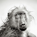 Wet Baboon portrait Photograph by Johan Swanepoel Wet Baboon portrait Photograph by Johan Swanepoel