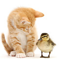 What a ducky little fellow Photograph by Warren Photographic What a ducky little fellow Photograph by Warren Photographic