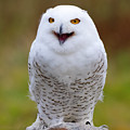 What Are You Looking At? by CJ Park What Are You Looking At? by CJ Park