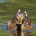 Whatcha Doing by Nikki Vig Whatcha Doing by Nikki Vig