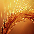 Wheat Close-up Photograph by Johan Swanepoel Wheat Close-up Photograph by Johan Swanepoel
