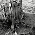 Where the cows can Photograph by Curtis J Neeley Jr Where the cows can Photograph by Curtis J Neeley Jr