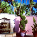 Whimsy Photograph by Denise Railey Whimsy Photograph by Denise Railey
