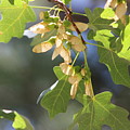Whirligigs on Field Maple in New Mexico by Colleen Cornelius Whirligigs on Field Maple in New Mexico by Colleen Cornelius