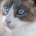 Whiskers Photograph by Derek Dean Whiskers Photograph by Derek Dean