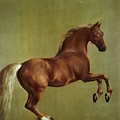 Whistlejacket Painting by George Stubbs Whistlejacket Painting by George Stubbs
