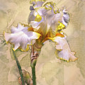 White and Yellow Iris Digital Art by Mark Mille White and Yellow Iris Digital Art by Mark Mille