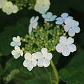 White Bridal Wreath Flowers Photograph by Colleen Cornelius White Bridal Wreath Flowers Photograph by Colleen Cornelius