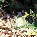 White Butterfly on Goldenseal Photograph by Colleen Cornelius White Butterfly on Goldenseal Photograph by Colleen Cornelius