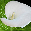 White Calla Photograph by Heiko Koehrer-Wagner White Calla Photograph by Heiko Koehrer-Wagner