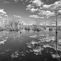 White Clouds over the Everglades Black and White Photograph by Debra and Dave Vanderlaan White Clouds over the Everglades Black and White Photograph by Debra and Dave Vanderlaan