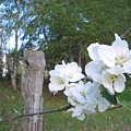 White Flowers by Valerie Josi White Flowers by Valerie Josi