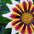 White Gazania Flower by Nancy Mueller White Gazania Flower by Nancy Mueller