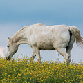 White Horse of Cataloochee Ranch 2 - May 30 2017 Photograph by D K Wall White Horse of Cataloochee Ranch 2 - May 30 2017 Photograph by D K Wall