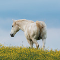 White Horse of Cataloochee Ranch - May 30 2017 Photograph by D K Wall White Horse of Cataloochee Ranch - May 30 2017 Photograph by D K Wall