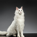 White Huge Maine Coon Cat on Gray Background Photograph by Sergey Taran White Huge Maine Coon Cat on Gray Background Photograph by Sergey Taran
