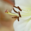 White Lily 2 Photograph by Elena Perelman White Lily 2 Photograph by Elena Perelman