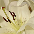 White Lily 3 Photograph by Elena Perelman White Lily 3 Photograph by Elena Perelman