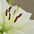 White Lily 4 Photograph by Elena Perelman White Lily 4 Photograph by Elena Perelman