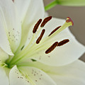 White Lily 5 Photograph by Elena Perelman White Lily 5 Photograph by Elena Perelman