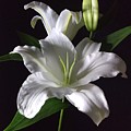 White Lily Photograph by Delynn Addams White Lily Photograph by Delynn Addams