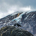 White-Necked Raven Pair under Kilimanjaro Summit Glacier Photograph by Jeff at JSJ Photography White-Necked Raven Pair under Kilimanjaro Summit Glacier Photograph by Jeff at JSJ Photography
