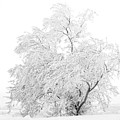 White on White by Marilyn Hunt White on White by Marilyn Hunt